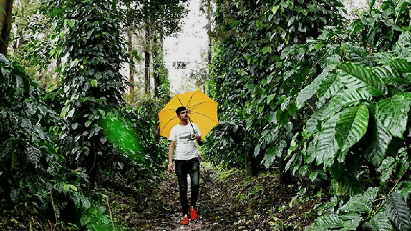 goldfinch sakleshpur coffee plantation 2