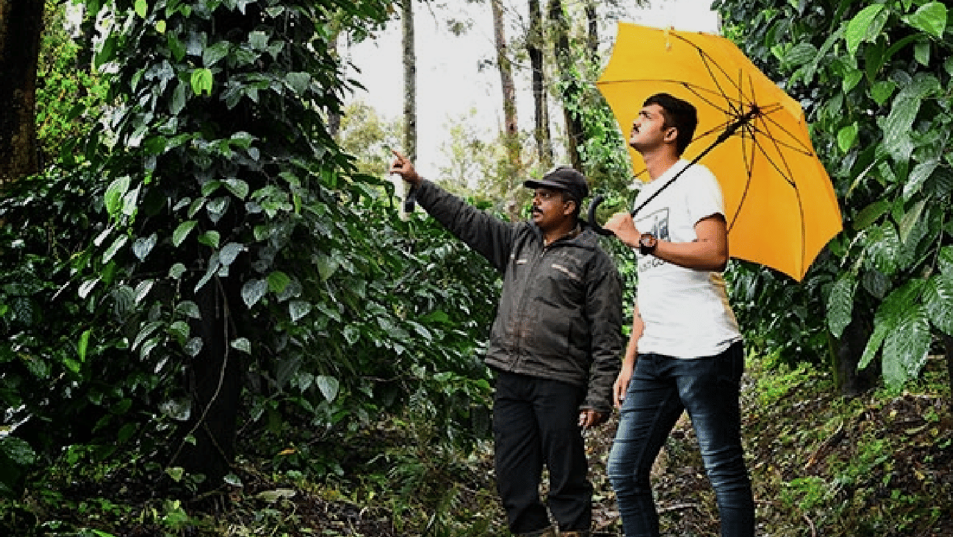 goldfinch sakleshpur coffee plantation