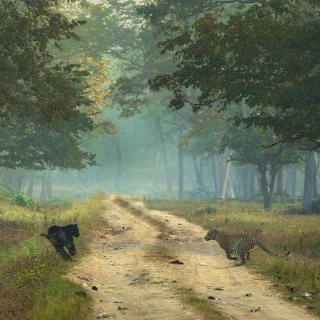 Black panther and leopard running on a path.