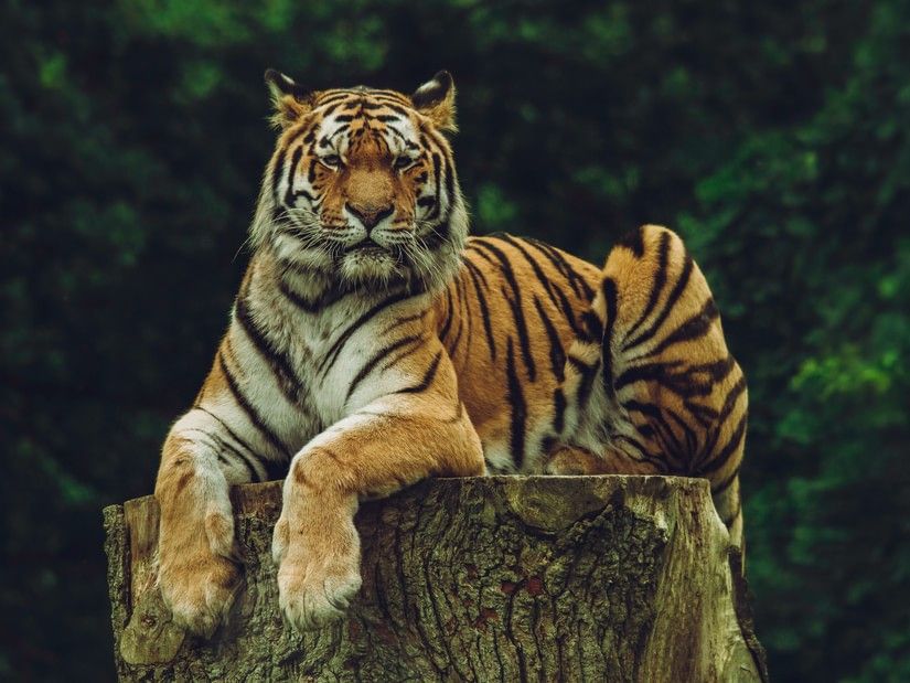 A Tiger sitting on a tree stump peacefully in a forest while looking into the camera.