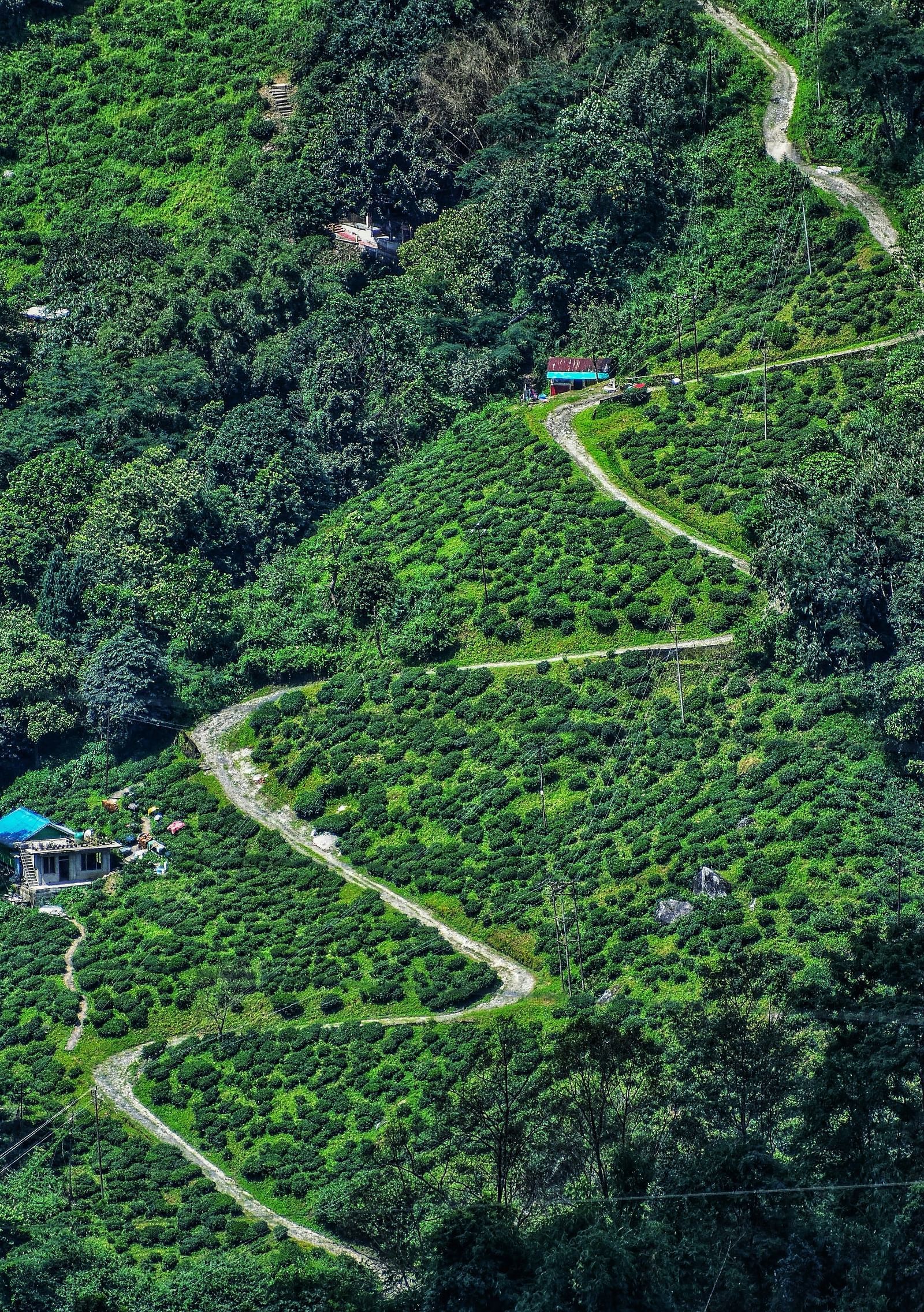 prasanta-kr-dutta-2SXf4tVXryM-unsplash