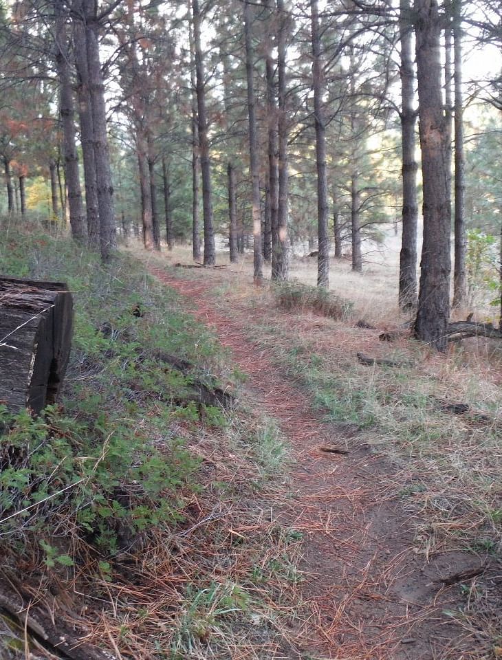 view of Little Golden Forest Trail Head, featuring a misty atmosphere and a scenic pathway surrounded by towering trees and lush greenery