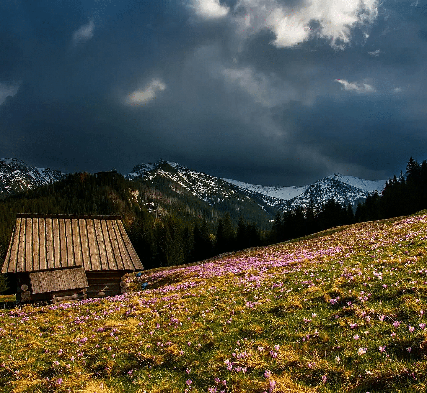 A wooden hut situated in the middle of a grassland with pink flowers blooming and a mountain in the background.