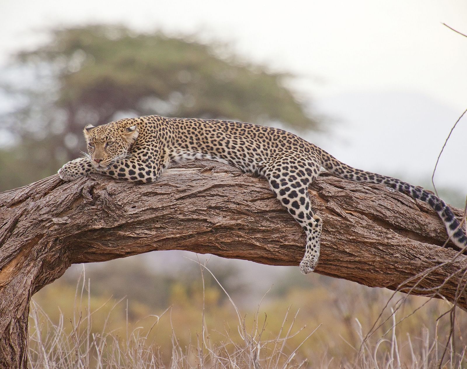 An overview of a leopard lying down on a broken tree trunk and looking into the distance.