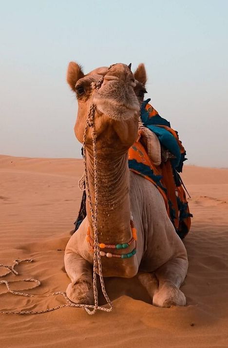 A close up shot of a camel in the desert