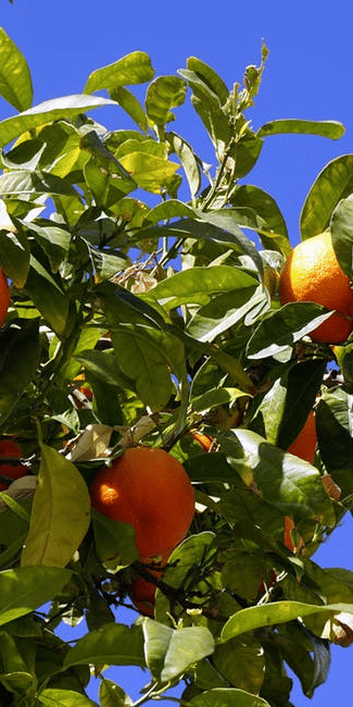 Orange fruit hanging on a tree with a clear blue sky in the background.