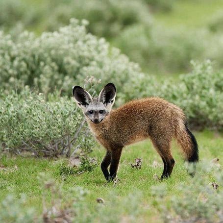 BAT EARRED FOX 2