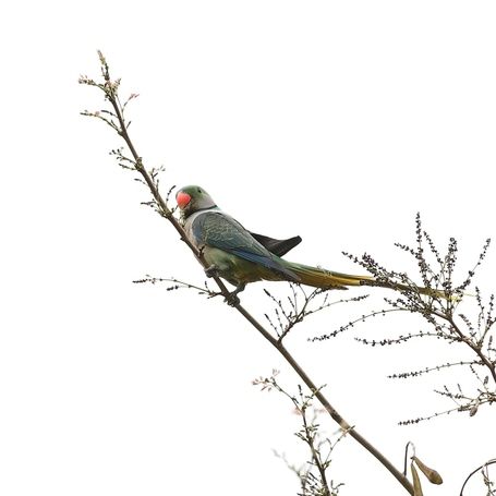 Malabar parakeet on a branch, side view.