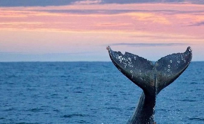 A whale's tail splashes back into the water, framed by a pink-filled sky in the background - Brewery Gulch Inn & Spa