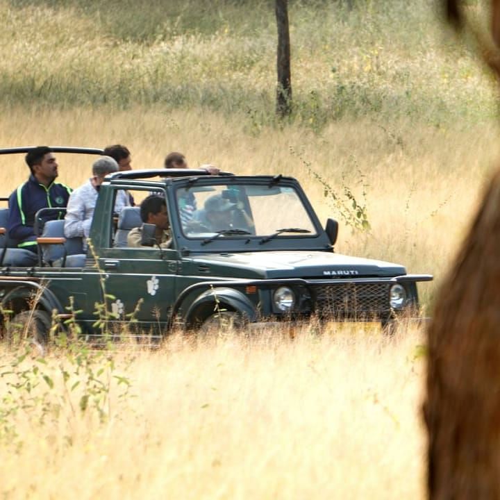 Safari