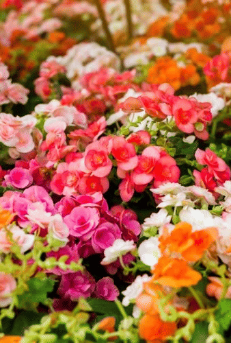 Flower Exhibition