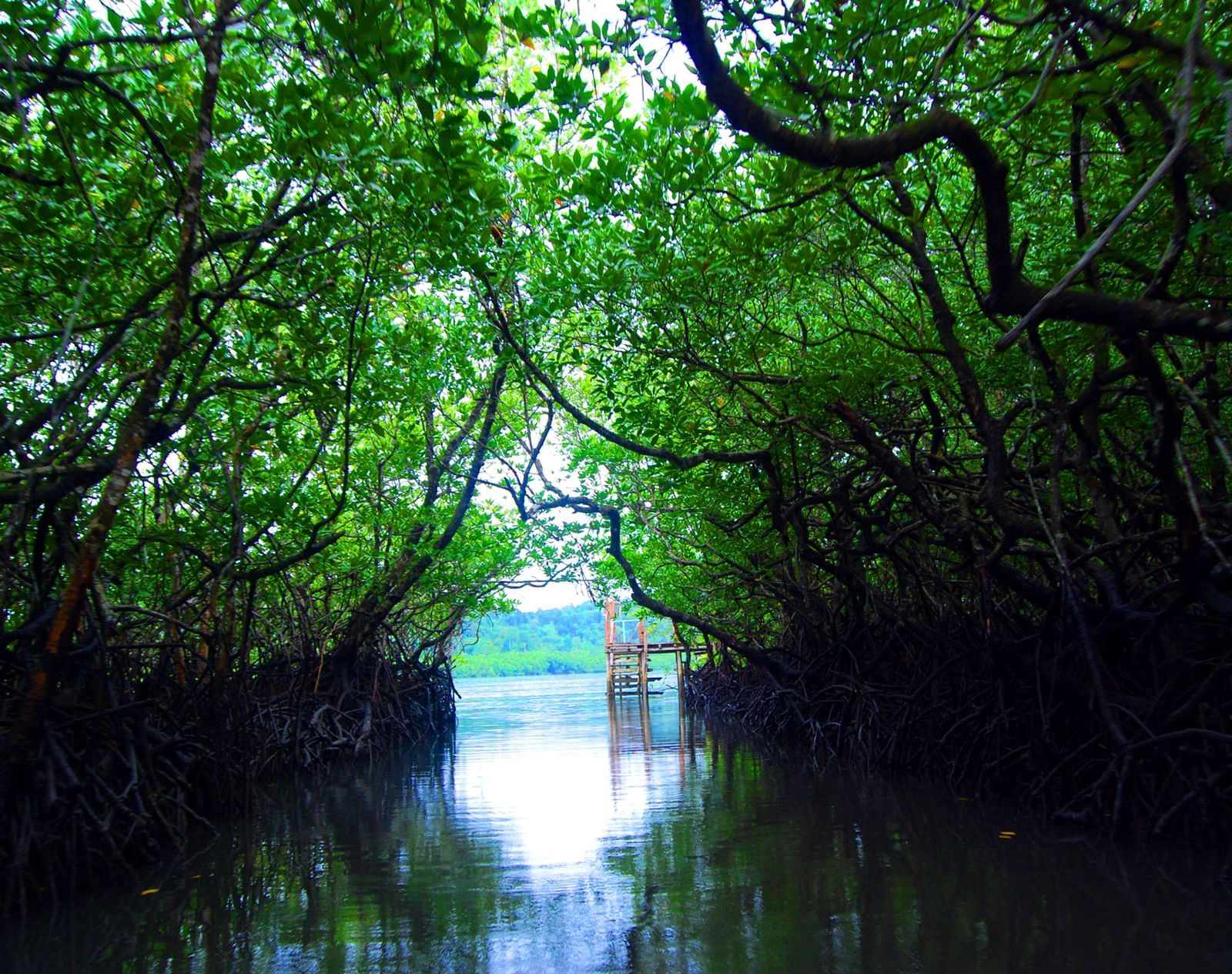 Baratang Island  (3)
