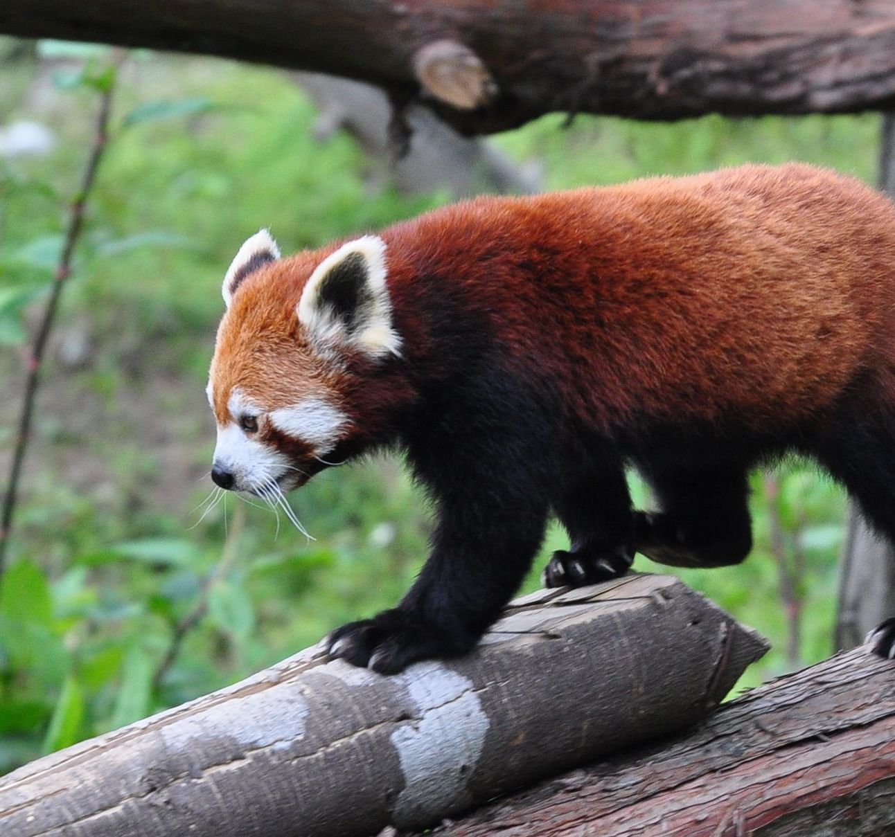 a red panda at Himalayan Zoological Park Gangtok