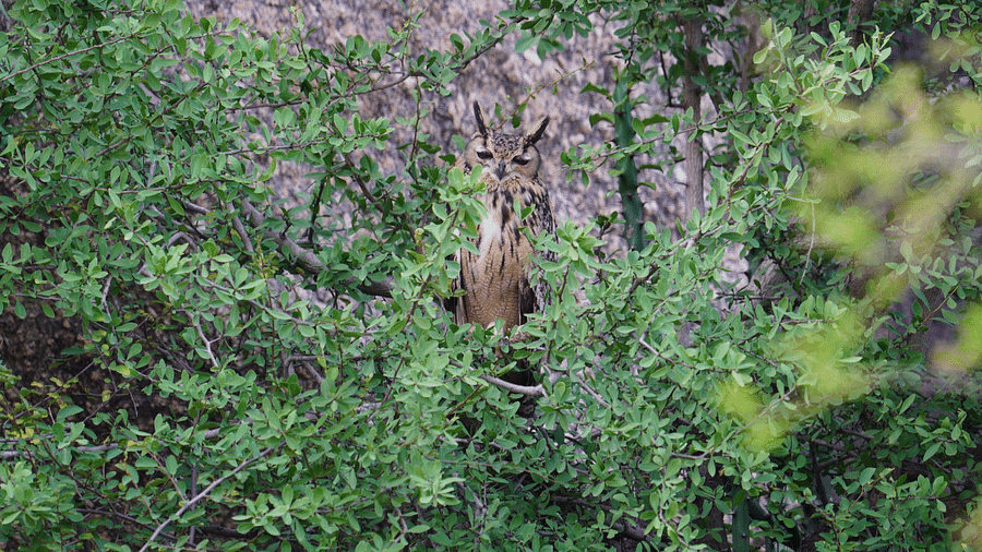 A Rock eagle owl amidst the branches and leaves in a forest