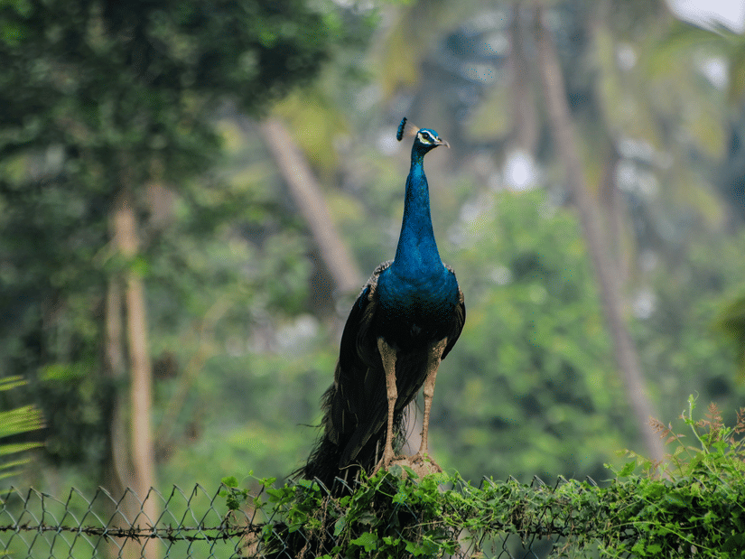 A view of a peacock perched on a rock, looking away with many trees in the background and a metal fence below it in Tanjavur.