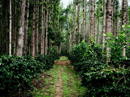 a coffee plantation