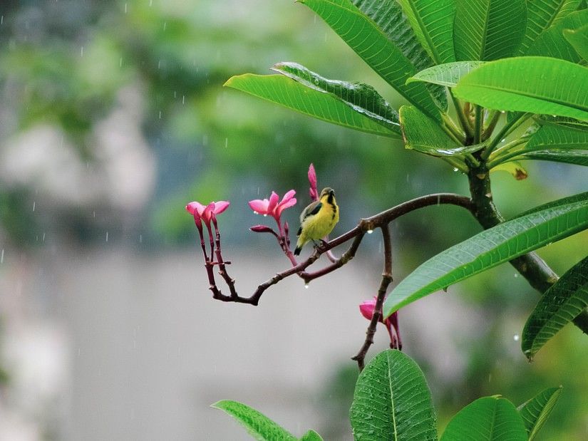 Bird watching in Bandipur 