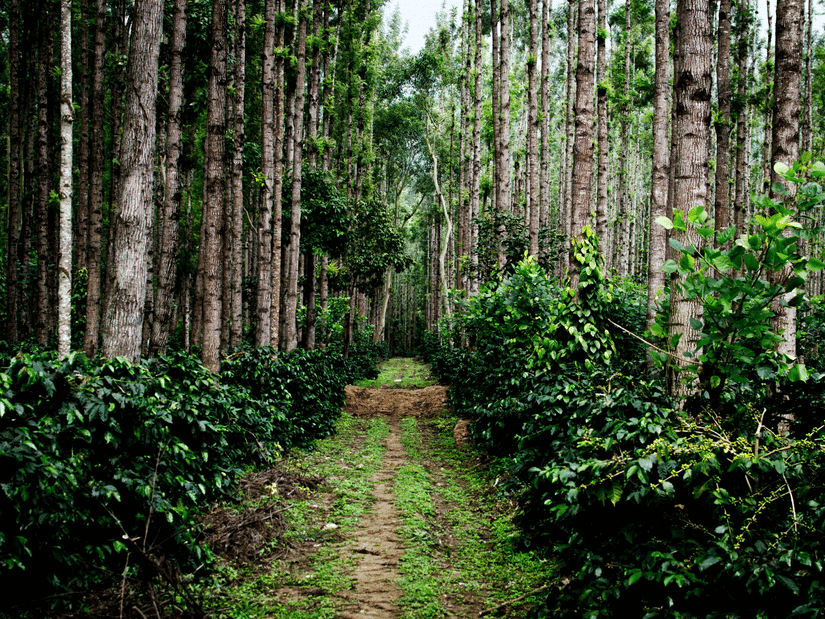 A path cutting through a lush coffee plantation, with neat rows of green coffee bushes growing under the canopy of tall, straight trees.