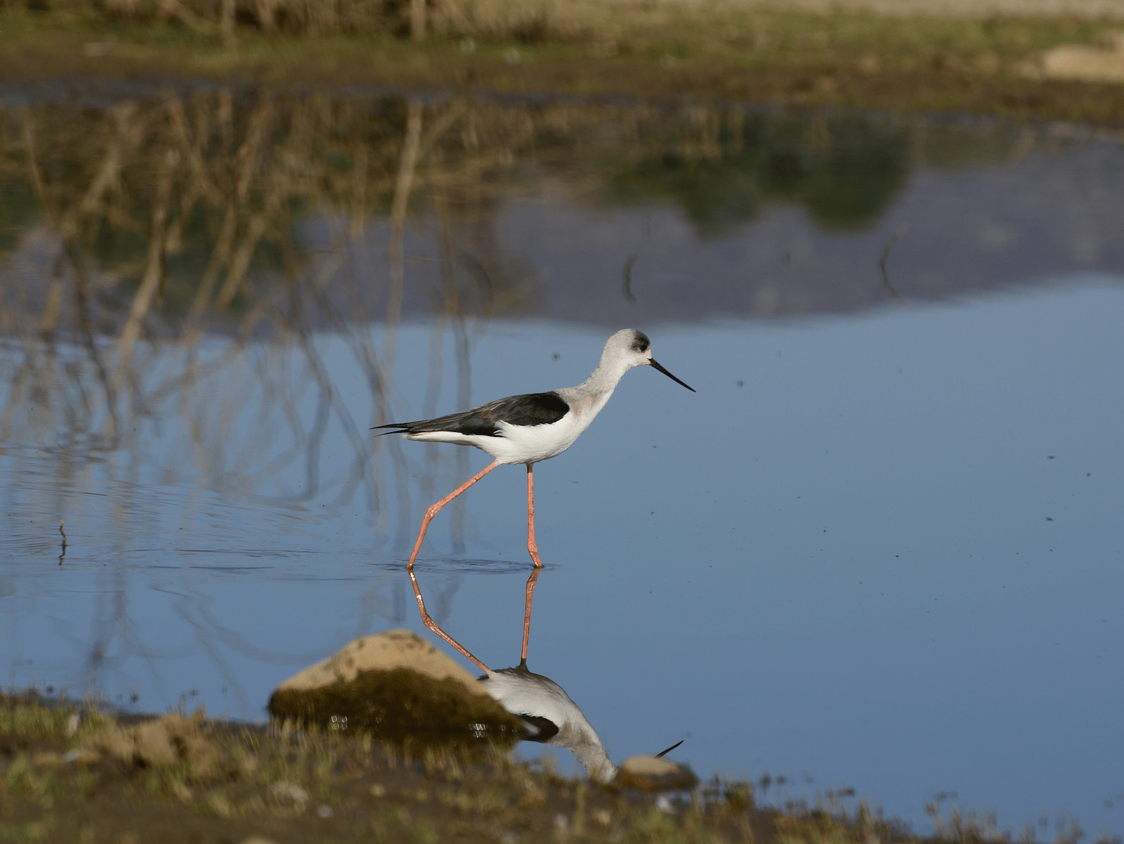 A picture featuring a Black winged Stilt walking into water in the day time