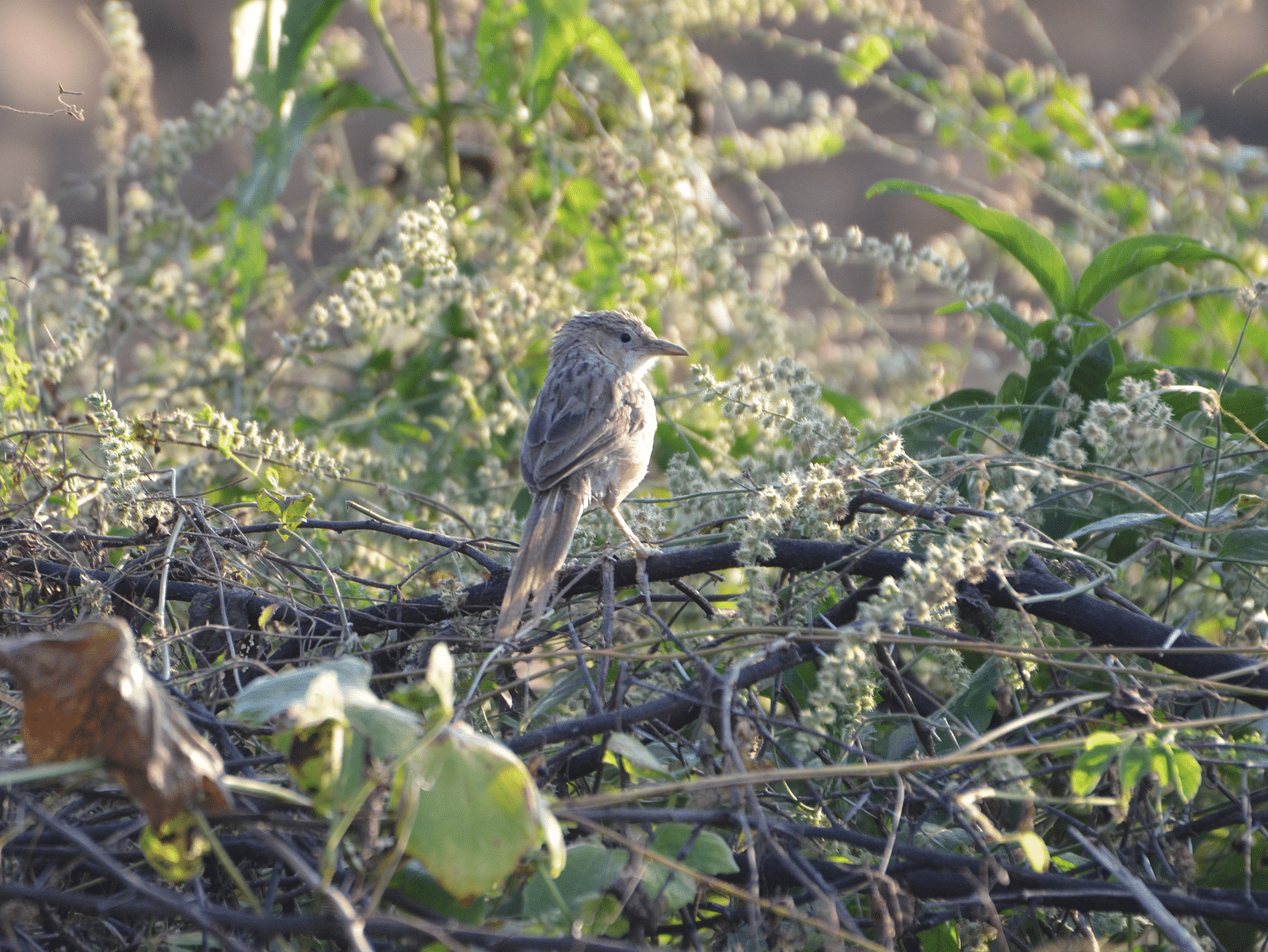 A picture featuring a Common babbler resting on the plant, and there are few plants around