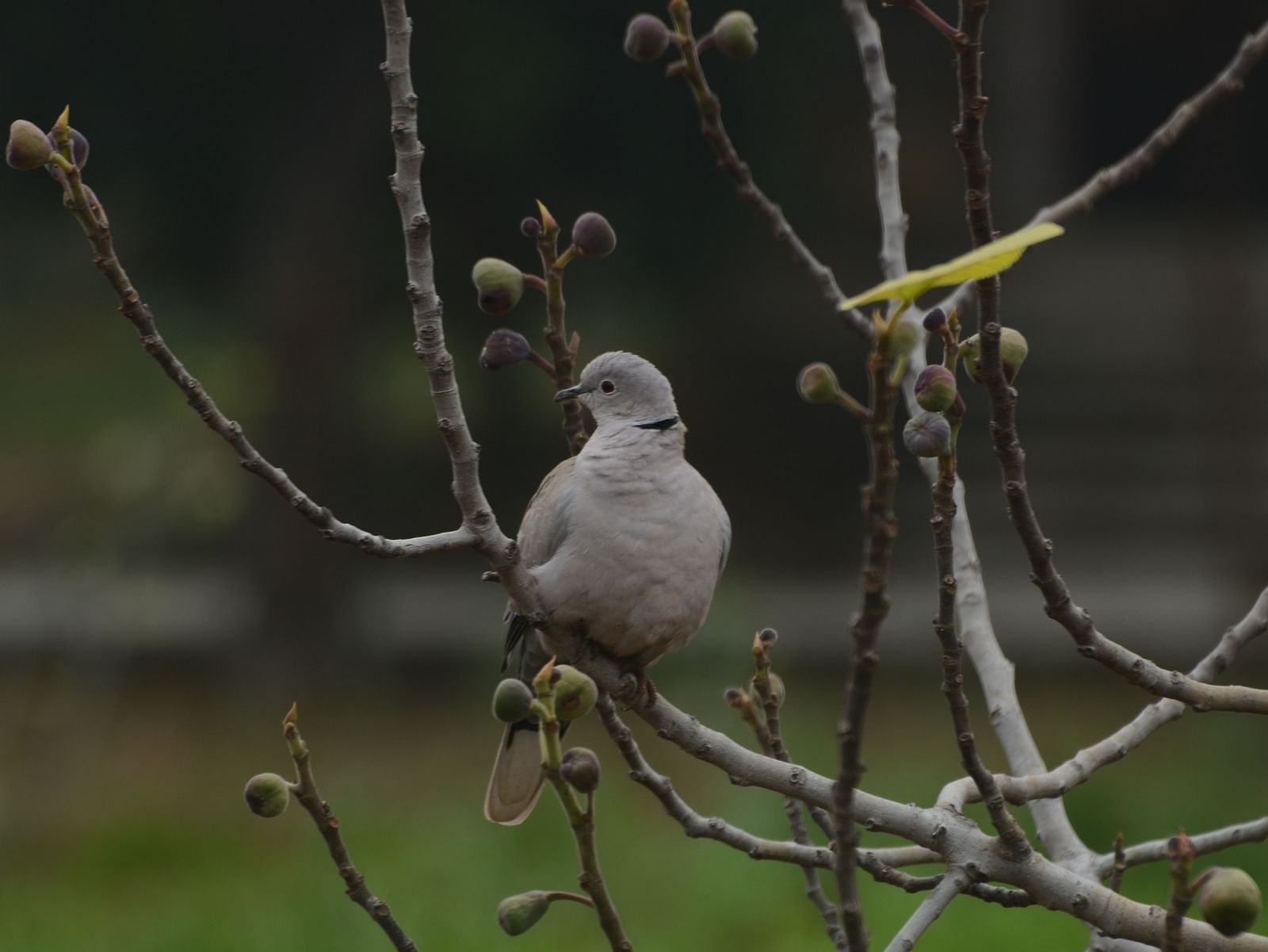 Picture of a eurasian collared dove perching on a plant in the day time