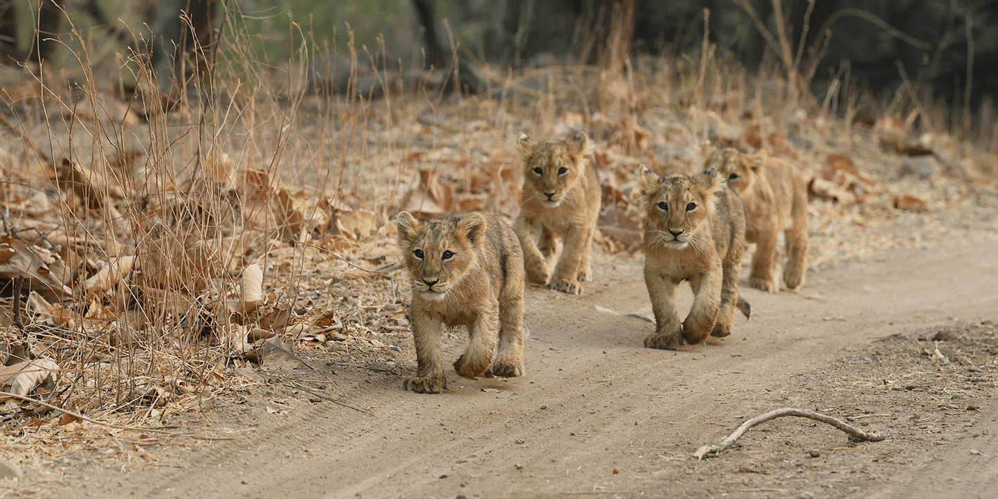 Shot of lion cubs walking on a trail, on the jungle safari of Daksh Eden Greenz, Sasan Gir
