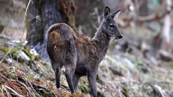 Kanchenjunga Biosphere Reserve The Royal Plaza Gangtok