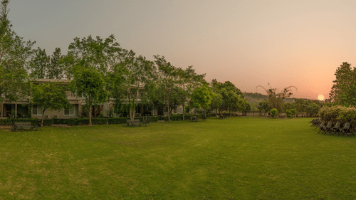 Picture of Kachnaar Lawn- The Golden tusk