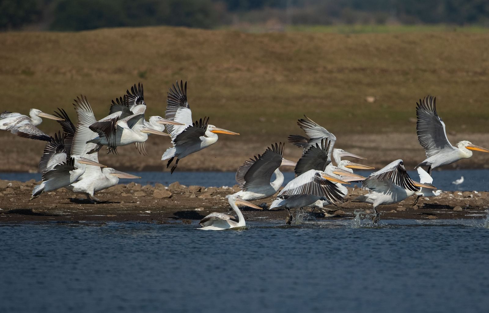 A group of birds near a lake