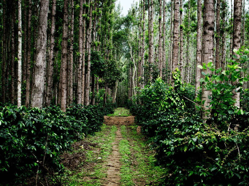 A path cutting through a lush coffee plantation, with neat rows of green coffee bushes growing under the canopy of tall, straight trees.