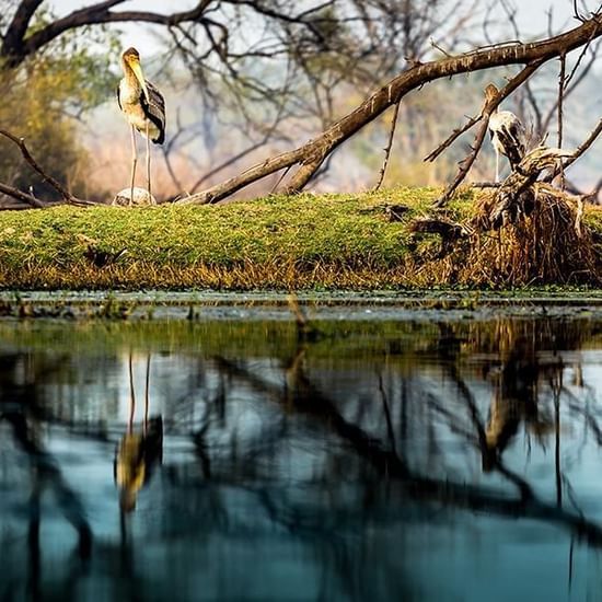 Birding at Kalakho Lake - Dausa Rajasthan