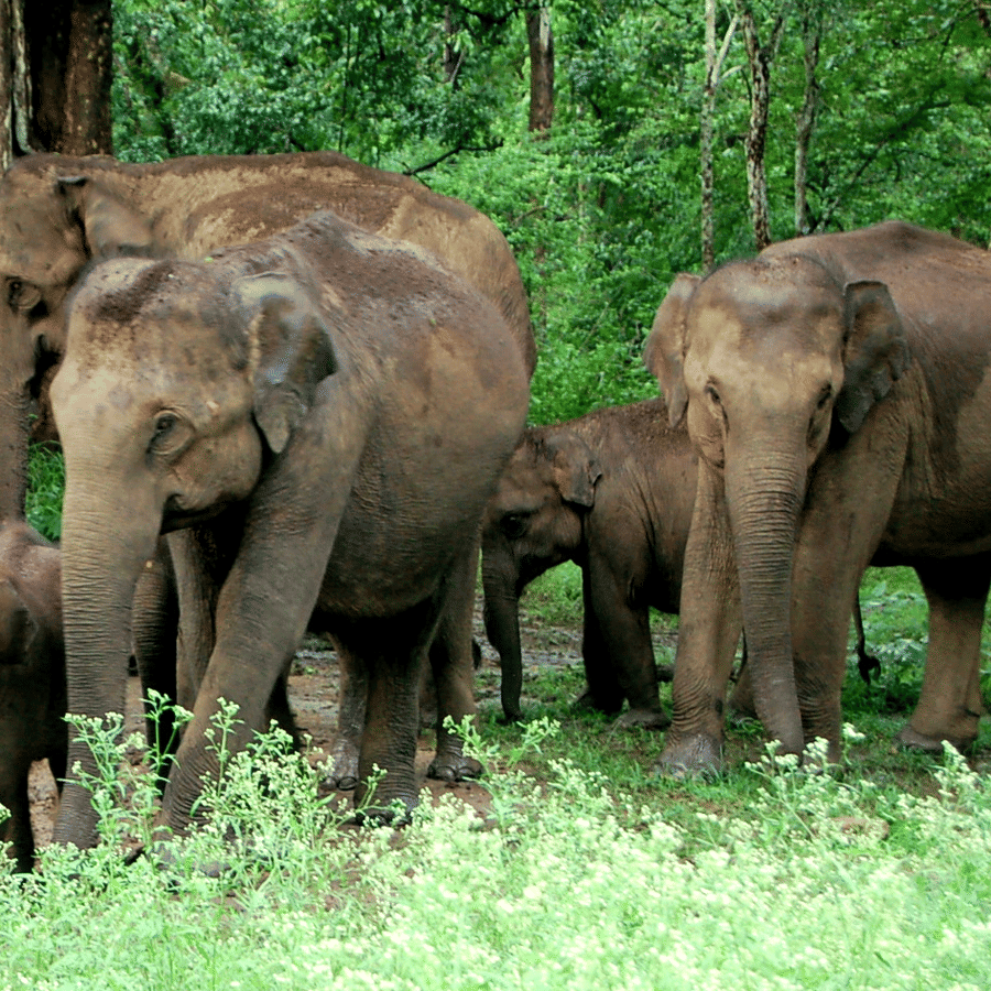 Elephants and their calves in a forest at Dooars