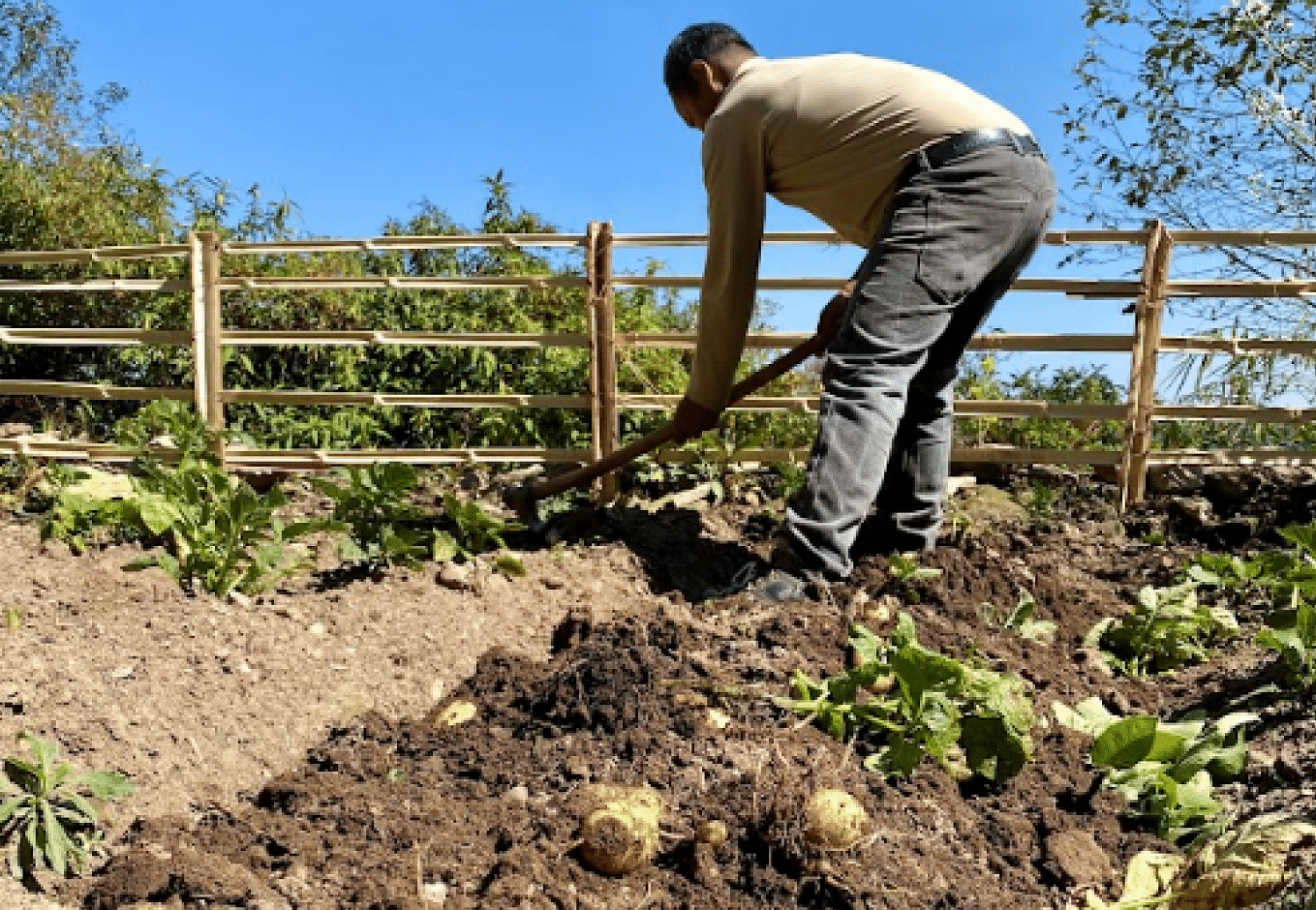 An image of a person digging a row to plant leafy vegetables | Kavya Resort and Spa, Nagarkot