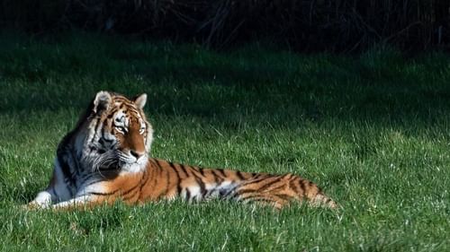 Tiger resting in Ranthambore National Park