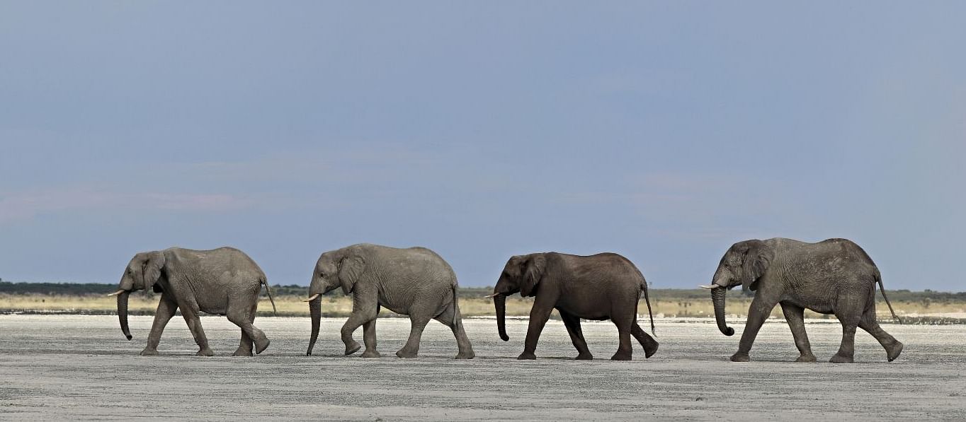 ELEPHANTS