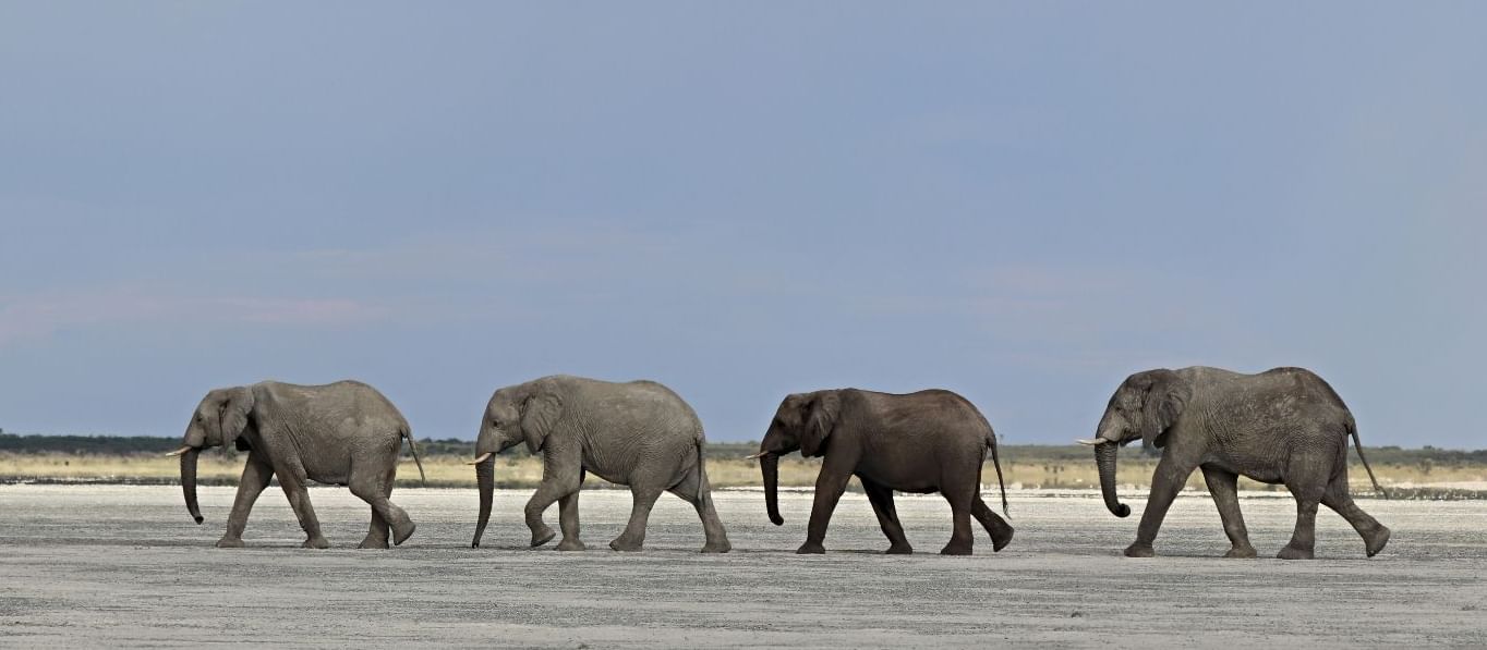 Four elephants walking across a dry, open landscape.