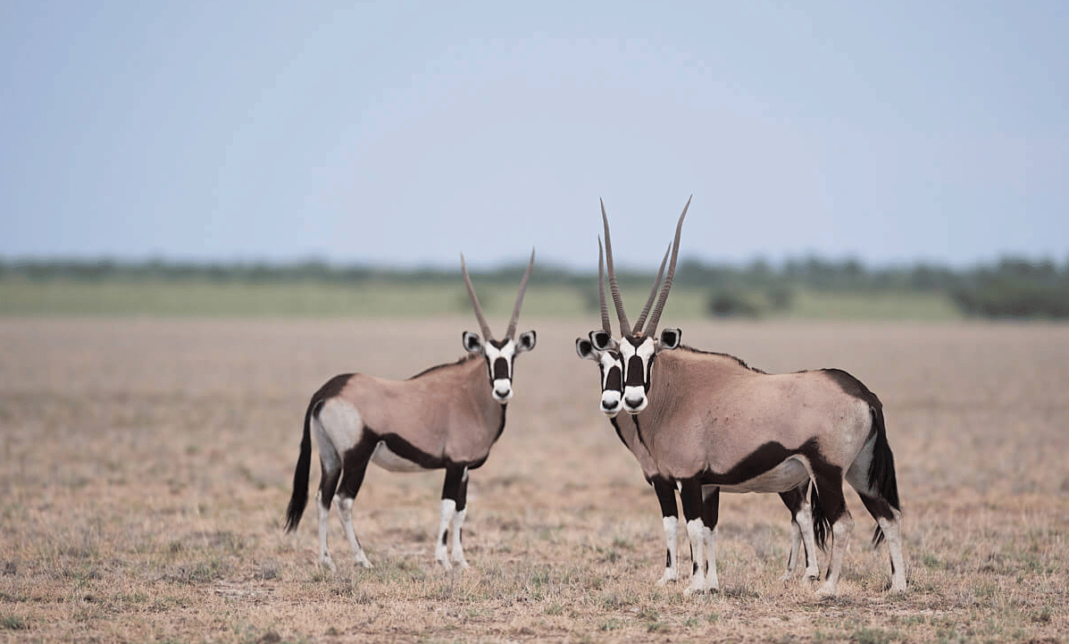 ORYX