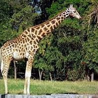 Hotel Southern Star Hassan Hassan Mysore Zoo