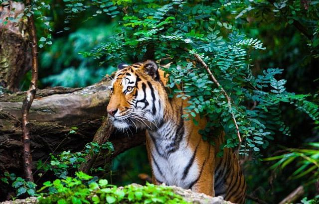 An image of a tiger in the forest