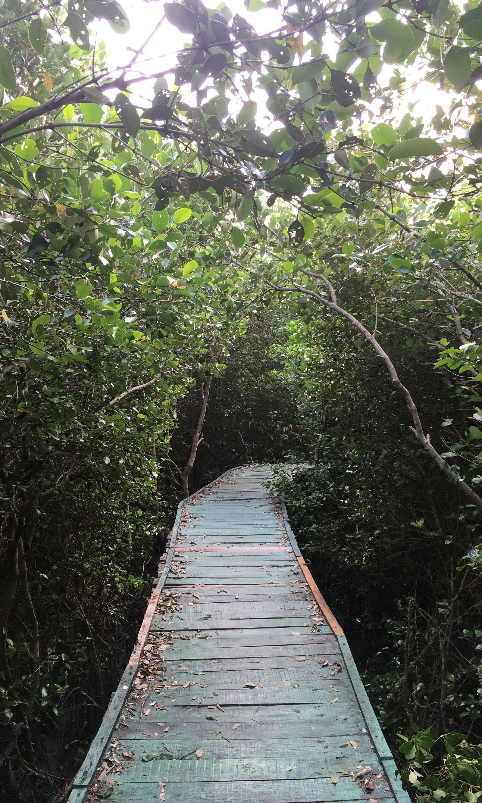A pathway in Coringa Wildlife Sanctuary covered by lush greenery on both sides