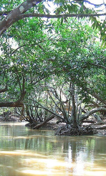 Peaceful view a water body with trees bending over the waters