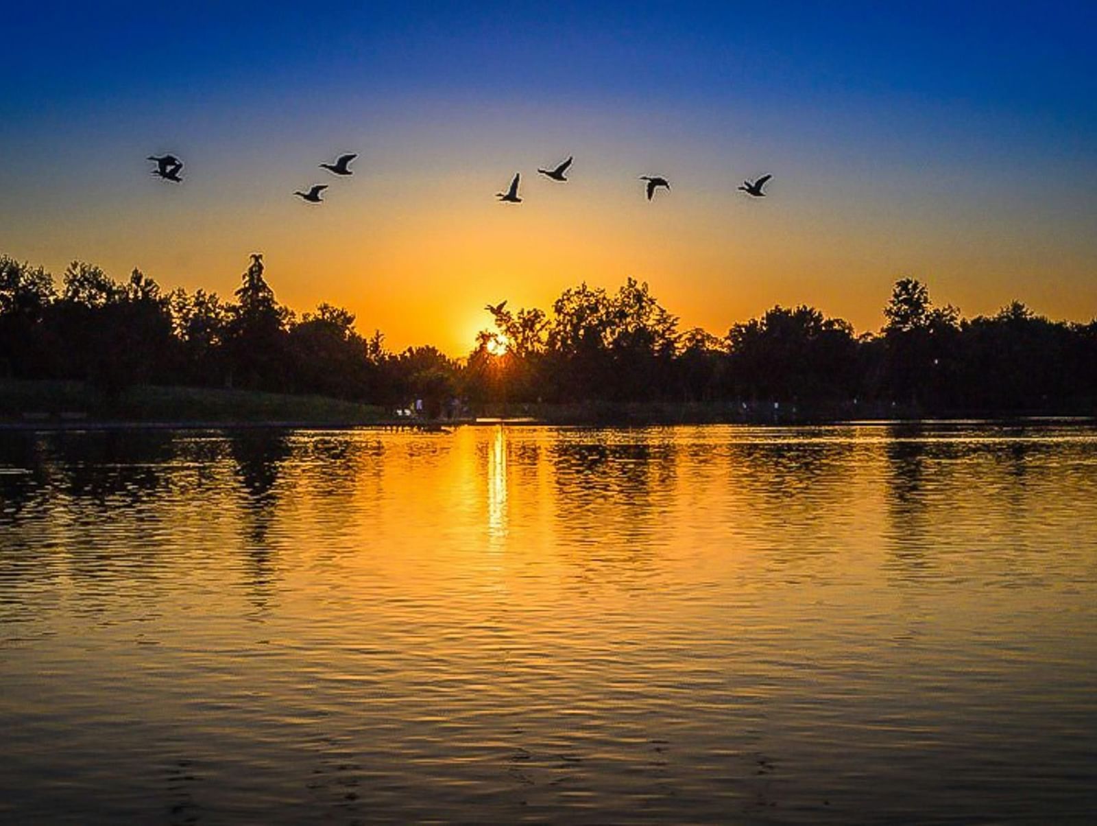 Sunset over a lake with flying birds and shimmering water in silhouette.