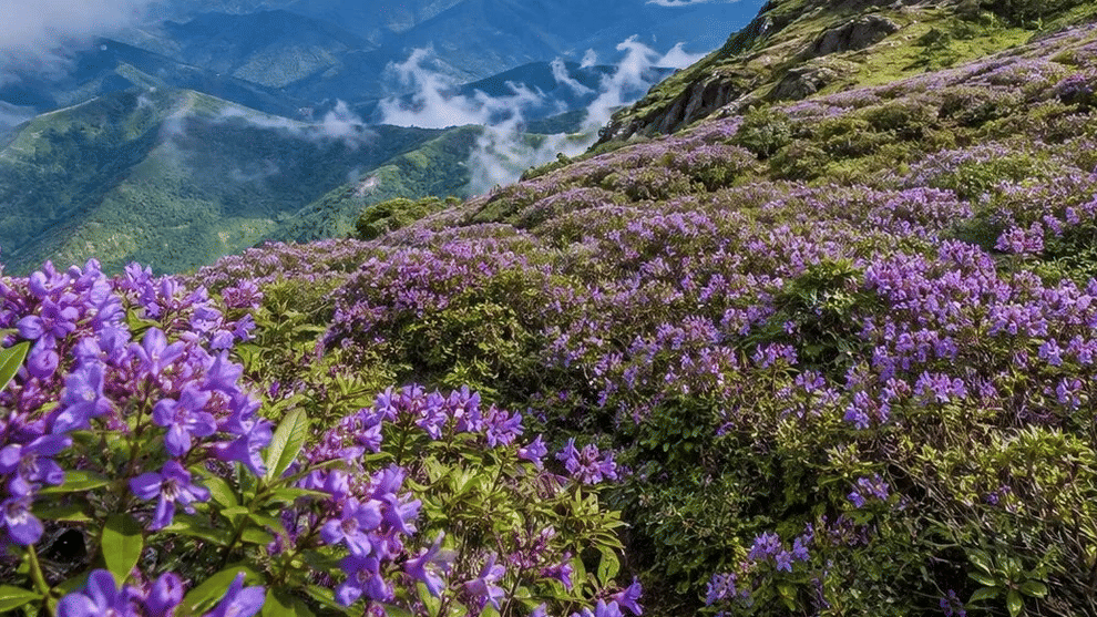 Top Ten Resorts in Munnar