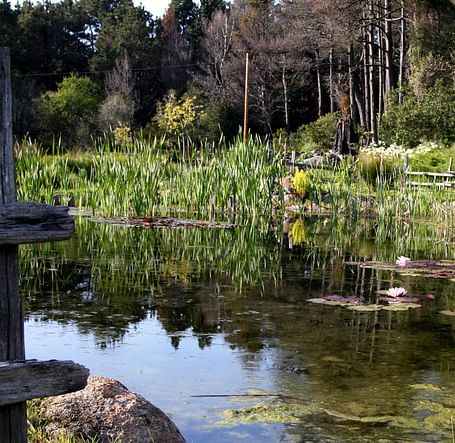 A wide angle image of a pond at Brewery Gluch Inn & Spa surrounded by greenery
