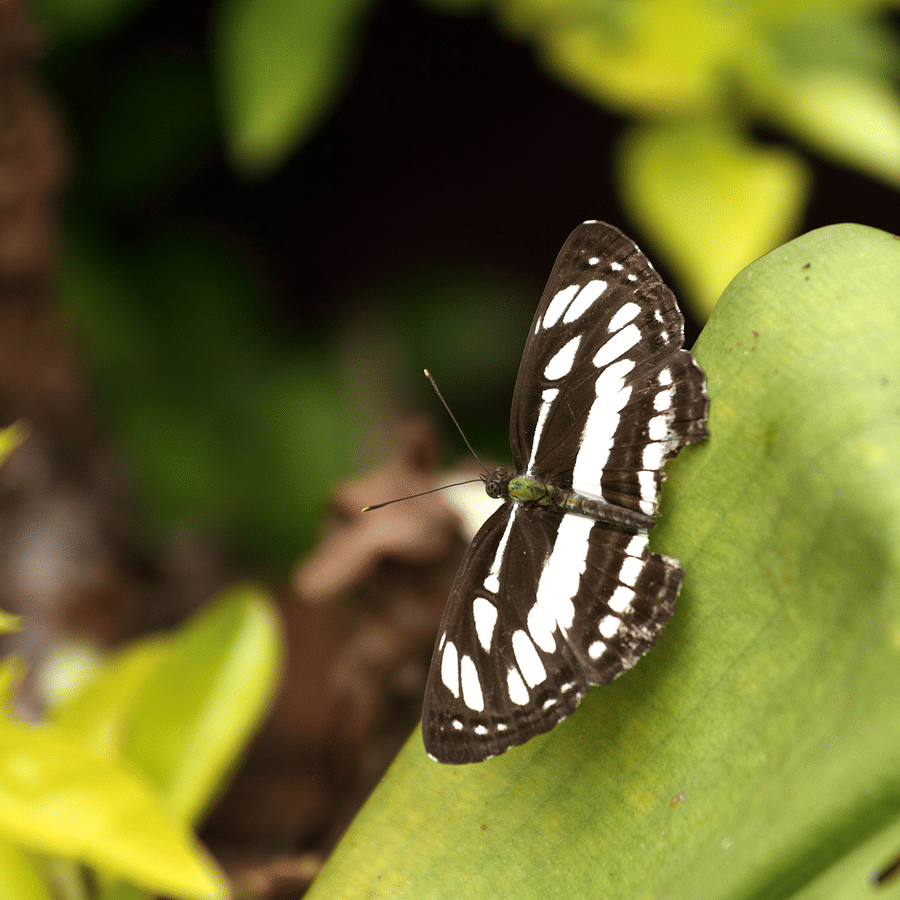 Butterfly Safari in the Western Ghats: a possibility? | Evolve Back Coorg