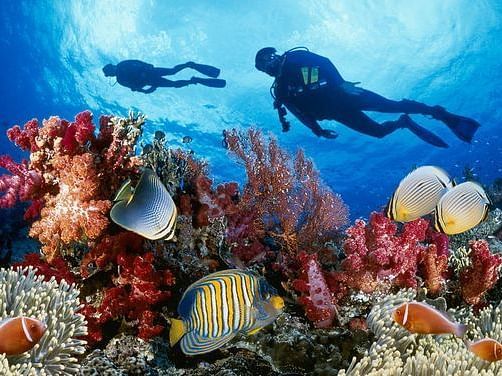 scuba dive, coral reefs, fishes.
