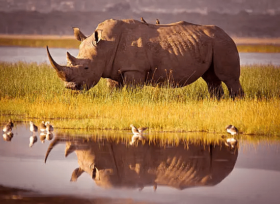 A rhinoceros standing in a grassy area with its reflection visible in the water, with birds in the foreground.