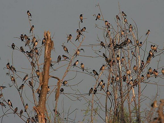 A picture featuring many birds resting on two trees