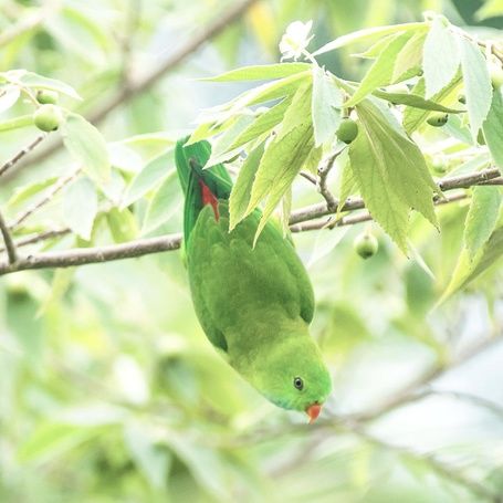 Vernal hanging parrot hanging upside down from a branch.