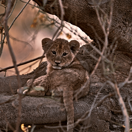LION CUB
